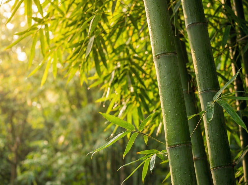 FSC®-sertifisert bambus