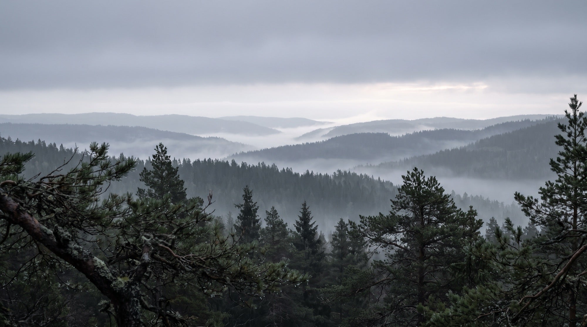 Norsk barskog i grå morgentåke